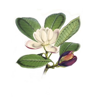 Illustrations of Himalayan plants :. London :L. Reeve,1855..